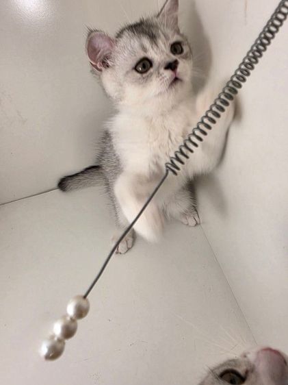 หนุ่มน้อย พร้อมย้ายบ้านคับ รูปที่ 3