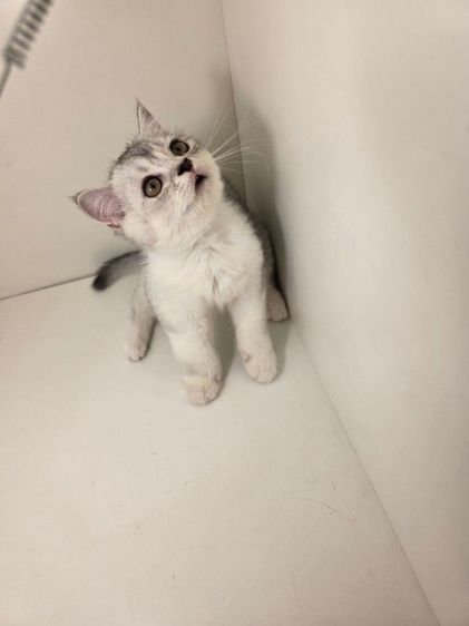 หนุ่มน้อย พร้อมย้ายบ้านคับ รูปที่ 7