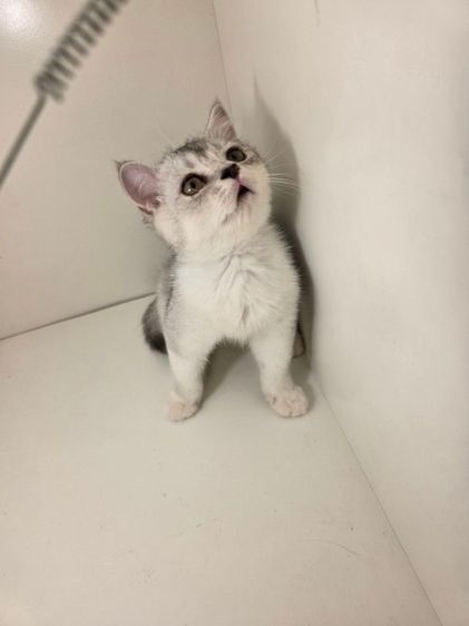 หนุ่มน้อย พร้อมย้ายบ้านคับ รูปที่ 5