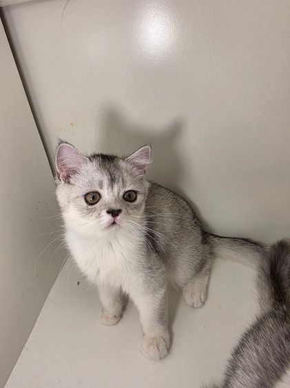 หนุ่มน้อย พร้อมย้ายบ้านคับ รูปที่ 6