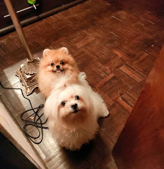 (พ่อพันธุ์ปอมหน้าโครตหมีรับผสม) ตัวจริงหน้าอย่างแบ๊วหน้าโครตแบ๊วเลย หน้าหมีๆขาโครตใหญ่ ไซร้จิ๋วๆไข่ลงครบ น้ำหนัก1โลกว่าๆ ผสมเก่งมาก  รูปที่ 10