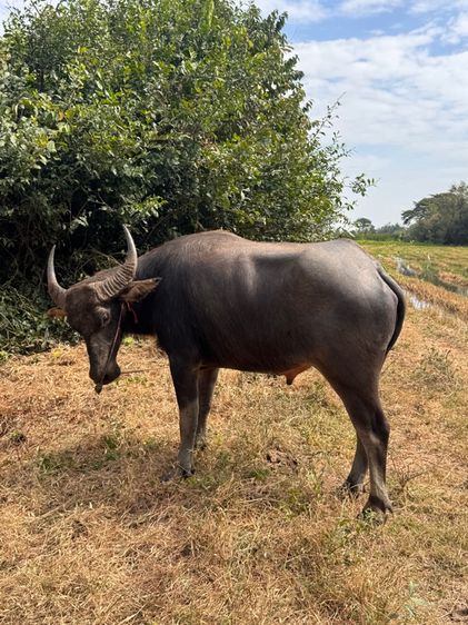 ควายเพศผู้ รูปที่ 3