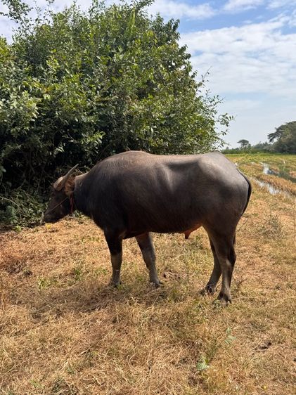 ควายเพศผู้ รูปที่ 4