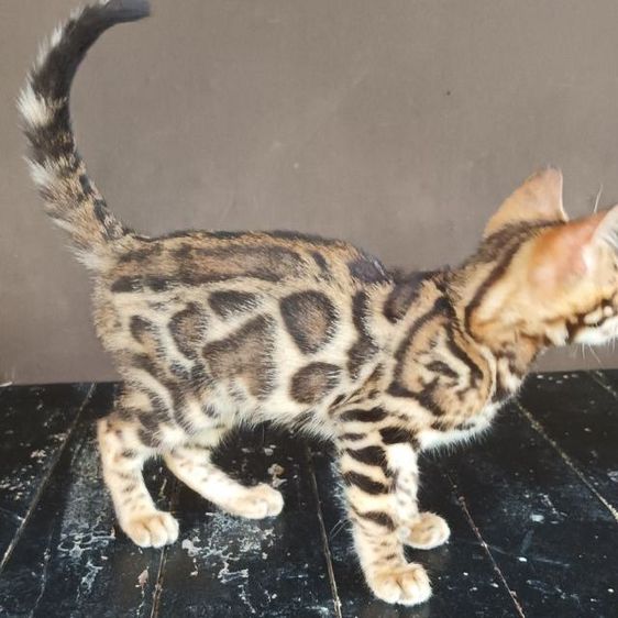 แมวเบงกอล รูปที่ 2