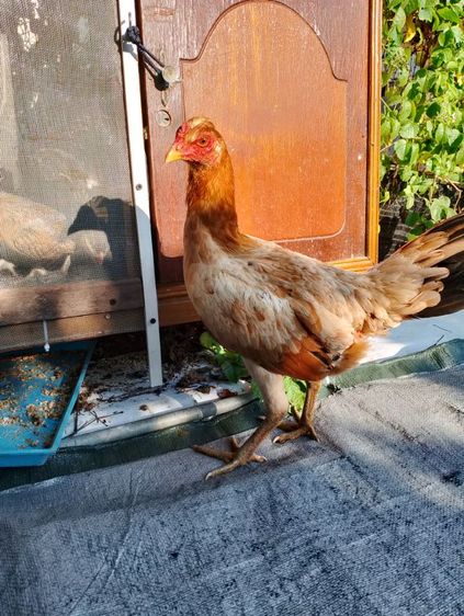 ชุดผสมพม่าพร้อมไข่ 3 ตัว 1,500 บาท รูปที่ 5