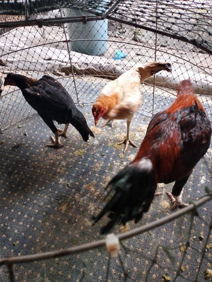 ชุดผสมพม่าพร้อมไข่ 3 ตัว 1,500 บาท รูปที่ 3