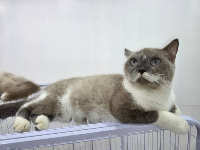 ปิดบ้านแมว ปล่อยเบาๆ รูปที่ 5