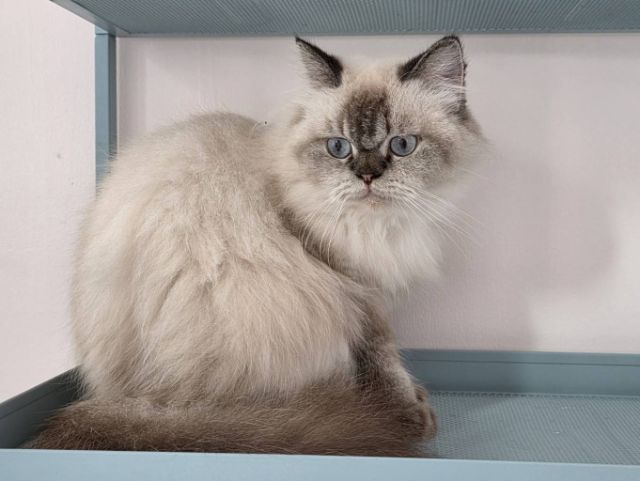 ปิดบ้านแมว ปล่อยเบาๆ รูปที่ 7