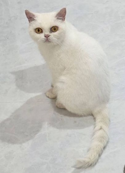 ปิดบ้านแมว ปล่อยเบาๆ รูปที่ 10
