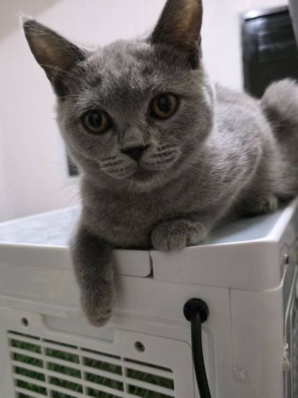 ปิดบ้านแมว ปล่อยเบาๆ รูปที่ 11