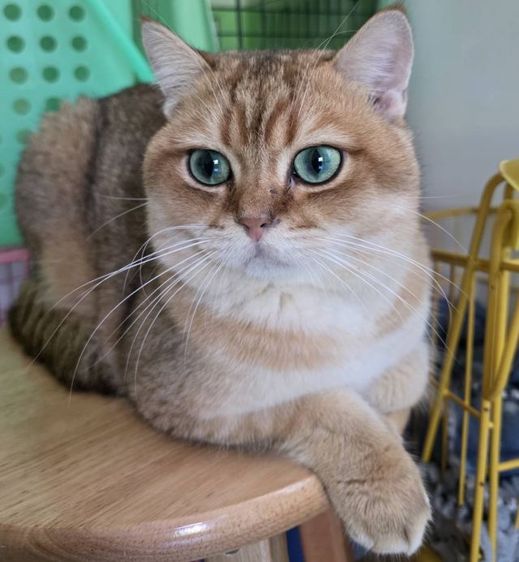 ปิดบ้านแมว ปล่อยเบาๆ รูปที่ 3