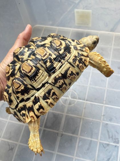 เต่าเรียลผาด 6.5 นิ้ว รูปที่ 4