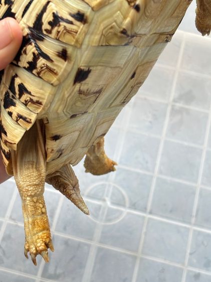 เต่าเรียลผาด 6.5 นิ้ว รูปที่ 10