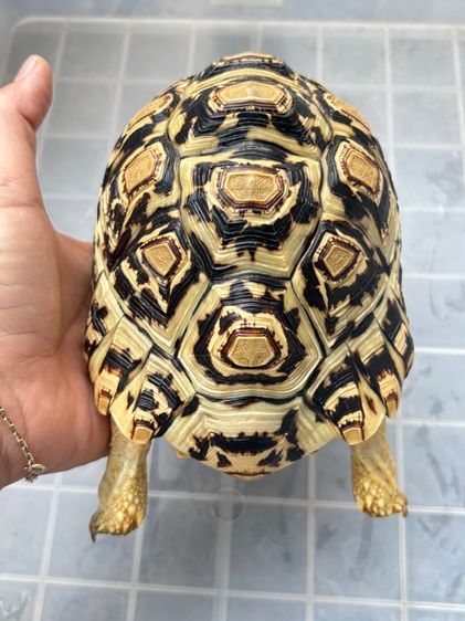 เต่าเรียลผาด 6.5 นิ้ว รูปที่ 3