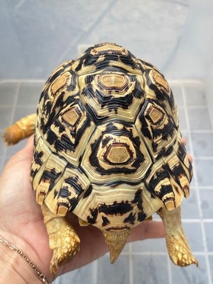 เต่าเรียลผาด 6.5 นิ้ว รูปที่ 6