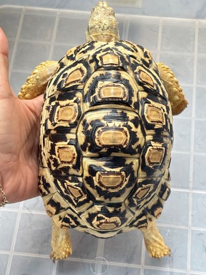เต่าเรียลผาด 6.5 นิ้ว รูปที่ 7