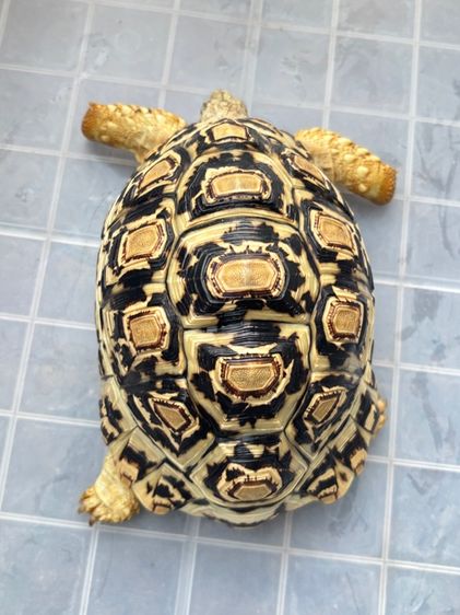 เต่าเรียลผาด 6.5 นิ้ว