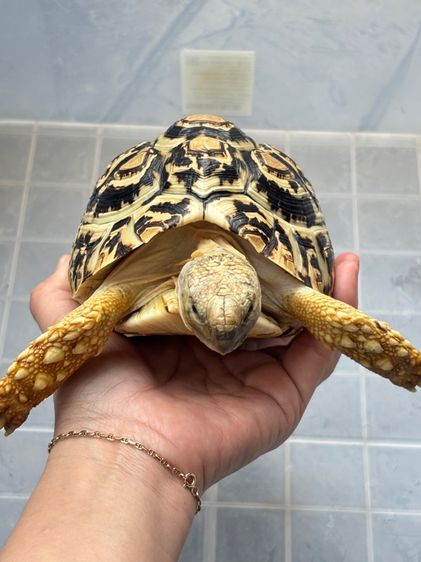 เต่าเรียลผาด 6.5 นิ้ว รูปที่ 8