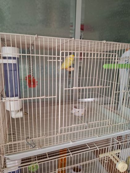 กรงนกสีระเบิดมือสองพร้อมนก2ตัวมี2กรง2คู่