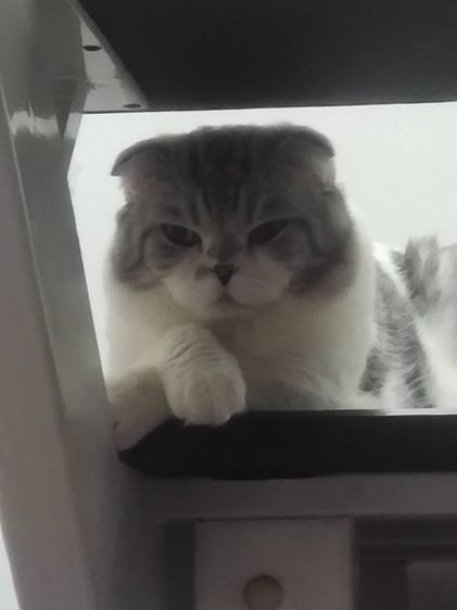 แมวสก๊อตติสหูพับ รูปที่ 5