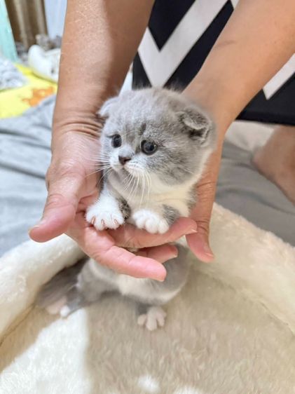 สก็อตติช โฟลด์ (Scottish Fold) แมวสก๊อตติสหูพับ