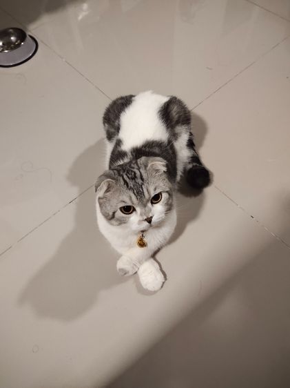 แมวสก๊อตติสหูพับ รูปที่ 7