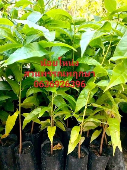 น้อยโหน่ง