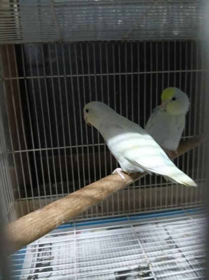 นกฟอพัส รูปที่ 2