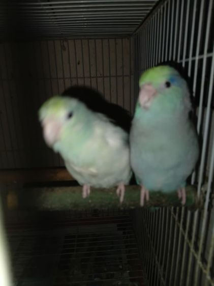 นกฟอพัส