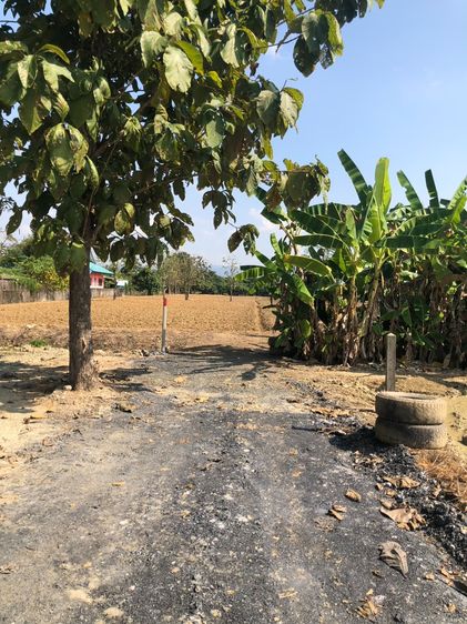 ขายที่ดิน รูปที่ 2