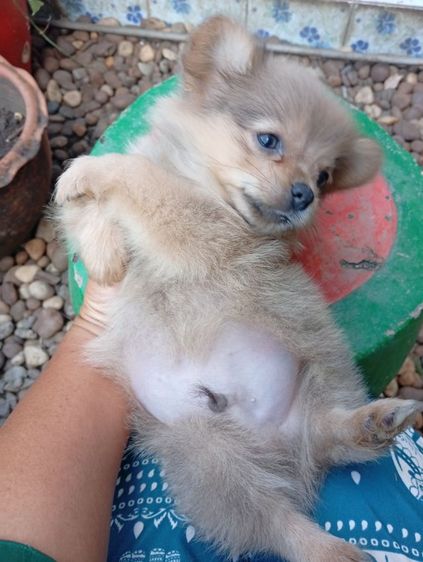 ชิสุผสมปอม รูปที่ 11