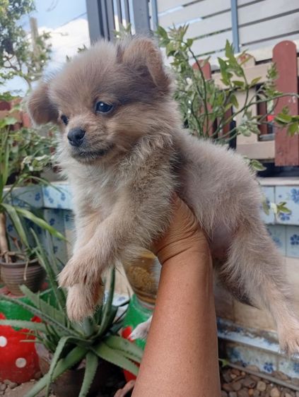 ชิสุผสมปอม รูปที่ 8