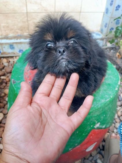 ชิสุผสมปอม รูปที่ 4