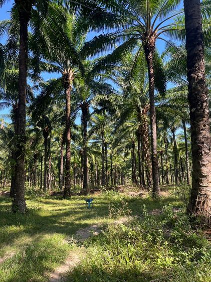 ขายที่ดิน สวนปาล์มน้ำมัน แปลงใหญ่เพื่อการลงทุน จังหวัดชุมพร – เจ้าของขายเอง รูปที่ 3