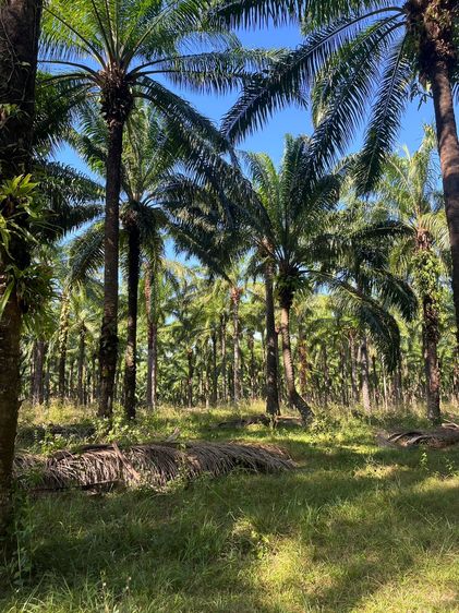ขายที่ดิน สวนปาล์มน้ำมัน แปลงใหญ่เพื่อการลงทุน จังหวัดชุมพร – เจ้าของขายเอง รูปที่ 4