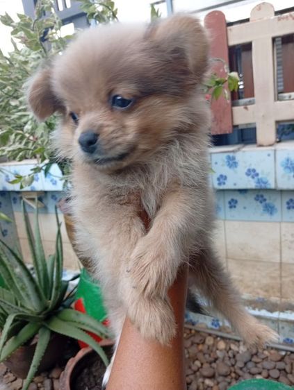 ชิสุผสมปอม รูปที่ 10