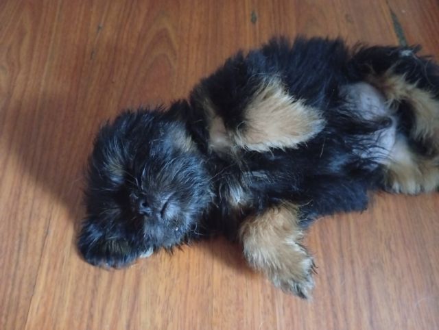 ชิสุผสมปอม รูปที่ 5