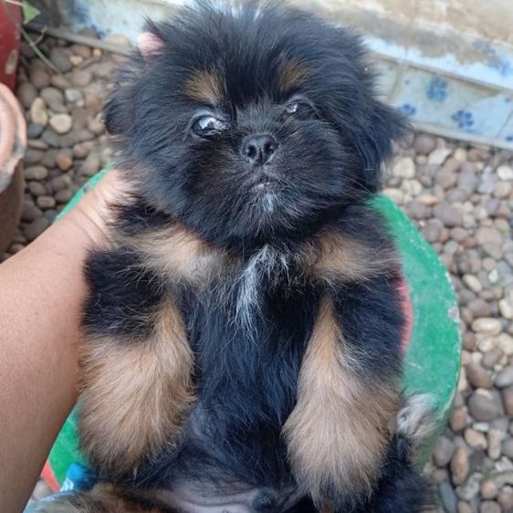 ชิสุผสมปอม รูปที่ 2