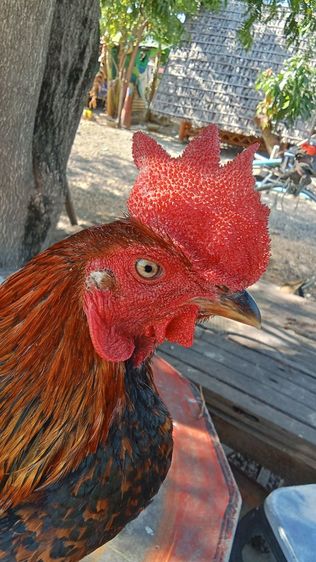ไก่ชนพม่า รูปที่ 3