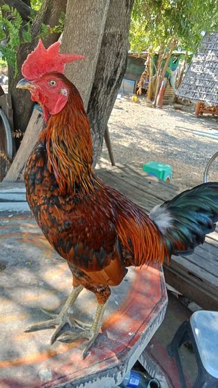 ไก่ชนพม่า รูปที่ 2