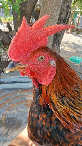ไก่ชนพม่า