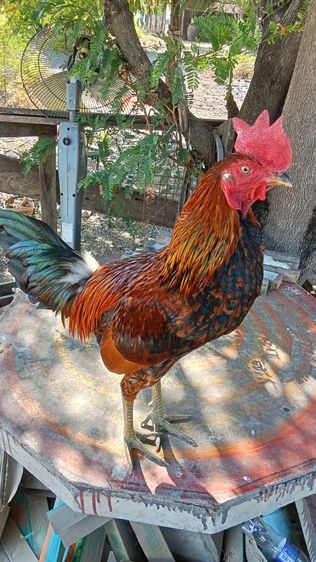 ไก่ชนพม่า รูปที่ 4