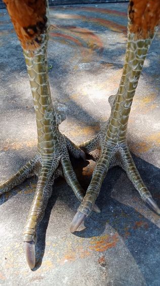 ไก่ชนพม่า รูปที่ 5