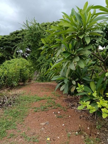 ไม่ใช่ ขายที่ดินเปล่าในหมู่บ้านสำราญวิลล่า รูปที่ 2