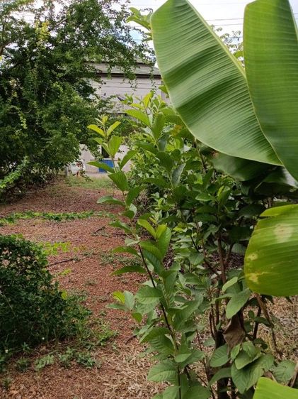 ไม่ใช่ ขายที่ดินเปล่าในหมู่บ้านสำราญวิลล่า รูปที่ 3