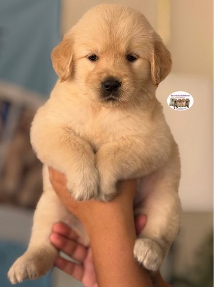 โกลเด้นรีทรีฟเวอร์