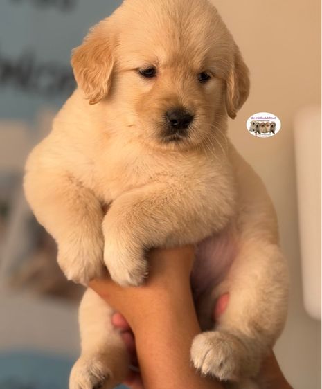 โกลเด้นรีทรีฟเวอร์ รูปที่ 3