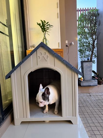 Dog House ไซส์ L สีBlue รูปที่ 3