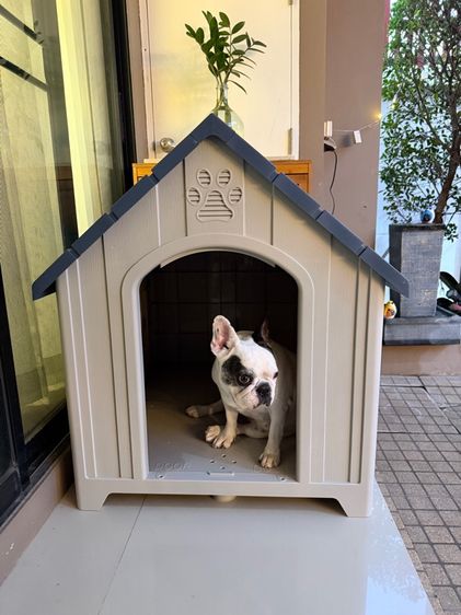 Dog House ไซส์ L สีBlue