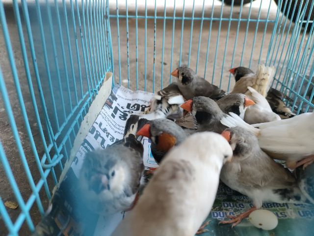 ขายซีบ้า